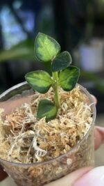 Hoya Chinghungensis variegata