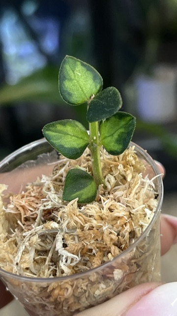 Hoya Chinghungensis variegata
