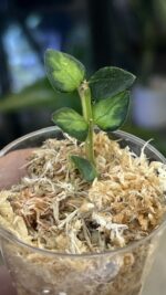 Hoya Chinghungensis variegata #6 - obrazek 3