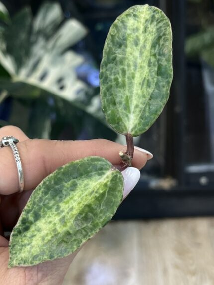 Hoya 'Crocodile', rzadka roślina kolekcjonerska o grubych, sztywnych liściach z głęboko tłoczonym, ciemnozielonym unerwieniem przypominającym skórę krokodyla, Variegarden.