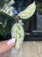 Hoya Crocodile / sadzonka cięta/ 1w2l #1 - obrazek 3