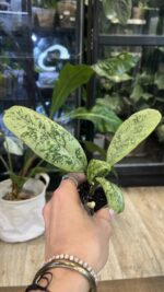 Hoya 'Lorelai' (EPC-196 mutation) #1 - obrazek 4