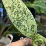 Hoya Lorelai (EPC 196 mutation)