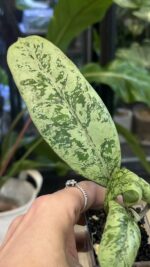 Hoya Lorelai (EPC 196 mutation)