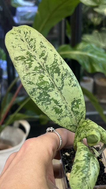 Hoya Lorelai (EPC 196 mutation)