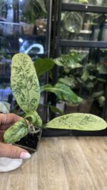 Hoya 'Lorelai' (EPC-196 mutation) #1 - obrazek 3