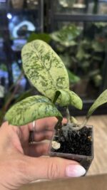 Hoya 'Lorelai' (EPC-196 mutation) #1 - obrazek 2