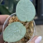 Hoya 'Mathilde' Grey Fairy, rzadka roślina kolekcjonerska o małych, mięsistych, okrągłych liściach gęsto pokrytych srebrzystym splashem, miniaturowe pnącze egzotyczne, Variegarden.