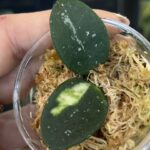 Hoya Mathilde variegata
