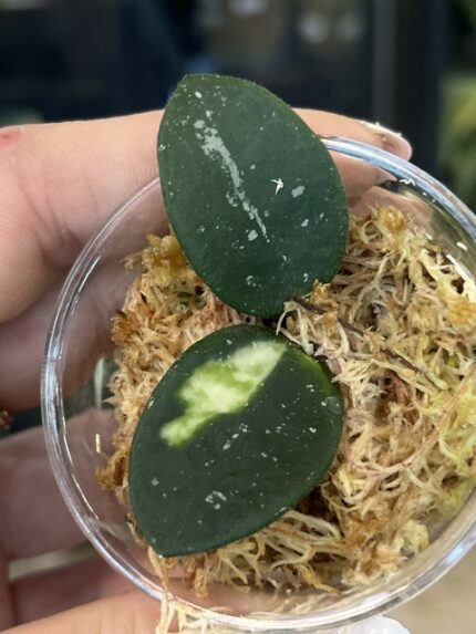 Hoya Mathilde variegata