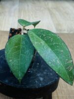 Hoya verticillata MA07 Pink Splash #2 - obrazek 4