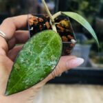 Hoya verticillata MA07 Pink Splash, niezwykle rzadki klon kolekcjonerski o szerokim, grubym i twardym liściu z ciemnym marginesem oraz nieregularnymi plamami splash, Variegarden.