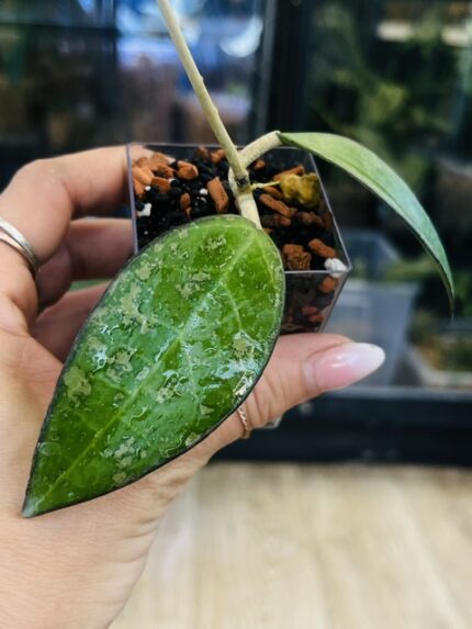 Hoya verticillata MA07 Pink Splash, niezwykle rzadki klon kolekcjonerski o szerokim, grubym i twardym liściu z ciemnym marginesem oraz nieregularnymi plamami splash, Variegarden.