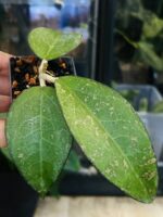 Hoya verticillata MA07 Pink Splash, niezwykle rzadki klon kolekcjonerski o szerokim, grubym i twardym liściu z ciemnym marginesem oraz nieregularnymi plamami splash, Variegarden.