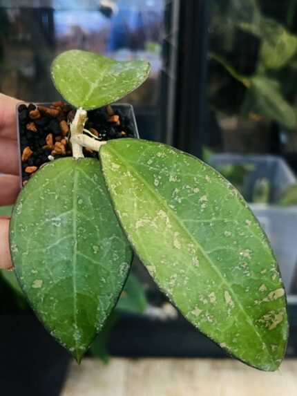 Hoya verticillata MA07 Pink Splash, niezwykle rzadki klon kolekcjonerski o szerokim, grubym i twardym liściu z ciemnym marginesem oraz nieregularnymi plamami splash, Variegarden.
