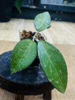 Hoya verticillata MA07 Pink Splash #4 - obrazek 4