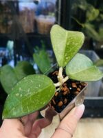Hoya verticillata MA07 Pink Splash #2 - obrazek 3