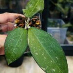Hoya verticillata MA07 Pink Splash, niezwykle rzadki klon kolekcjonerski o szerokim, grubym i twardym liściu z ciemnym marginesem oraz nieregularnymi plamami splash, Variegarden.