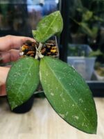 Hoya verticillata MA07 Pink Splash, niezwykle rzadki klon kolekcjonerski o szerokim, grubym i twardym liściu z ciemnym marginesem oraz nieregularnymi plamami splash, Variegarden.