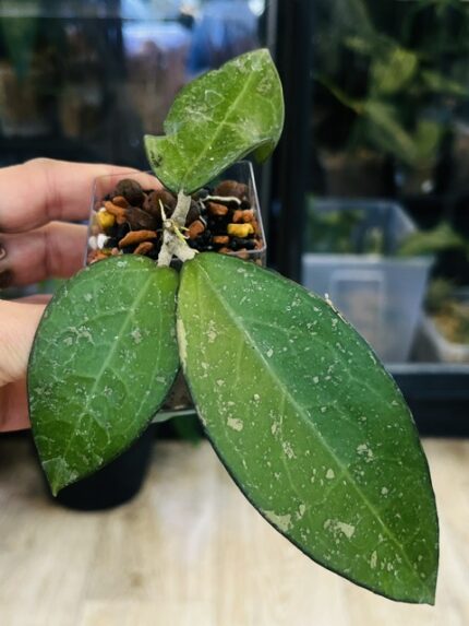 Hoya verticillata MA07 Pink Splash, niezwykle rzadki klon kolekcjonerski o szerokim, grubym i twardym liściu z ciemnym marginesem oraz nieregularnymi plamami splash, Variegarden.