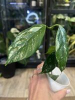 Hoya Coriacea Silver #1 - obrazek 4