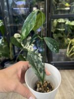 Hoya Coriacea Silver #1 - obrazek 3