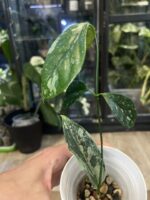 Hoya Coriacea Silver #1 - obrazek 5
