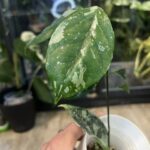 Hoya coriacea Silver