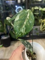 Hoya coriacea Silver