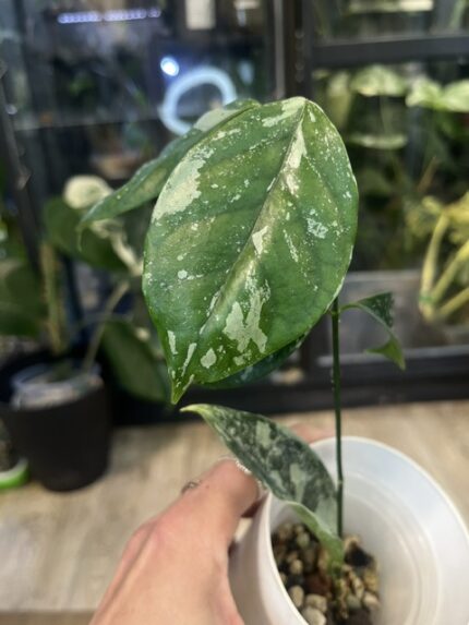 Hoya coriacea Silver