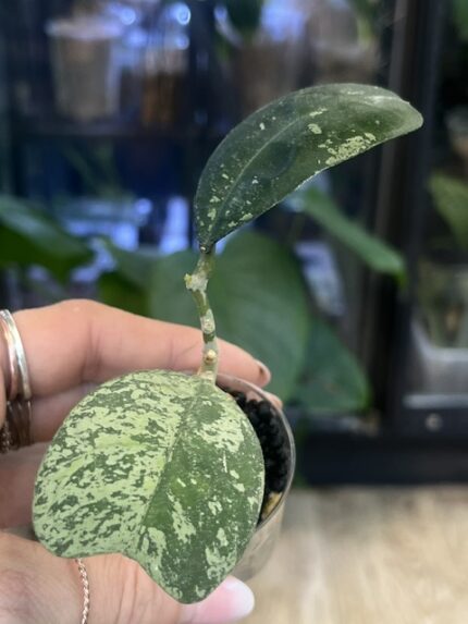 Hoya deykeae 'Morning Dew', niezwykle rzadka roślina kolekcjonerska o dużych, grubych liściach w kształcie serca, pokrytych gęstym, srebrzystym splashem przypominającym poranną rosę, Variegarden.