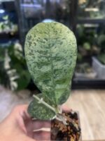 Hoya deykeae 'Morning Dew' #6 - obrazek 3