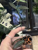 Hoya hypolasia #1 - obrazek 2