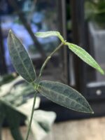 Hoya hypolasia