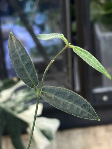 Hoya hypolasia