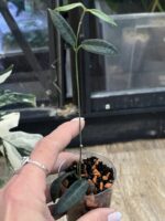 Hoya hypolasia #1 - obrazek 3