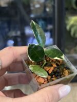 Hoya lacunosa Asami Wonosobo #2 - obrazek 2