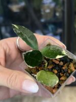 Hoya lacunosa Asami Wonosobo