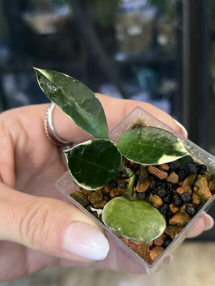Hoya lacunosa Asami Wonosobo