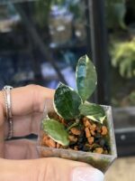 Hoya lacunosa Asami Wonosobo #2 - obrazek 3