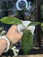 Hoya meredithii Aceh splash #5 - obrazek 2