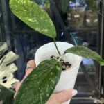 Hoya meredithii Aceh splash