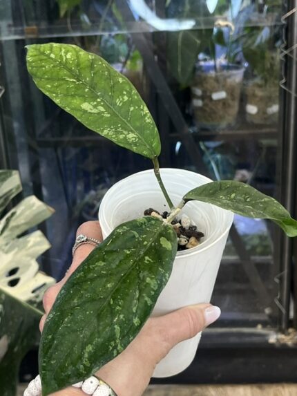 Hoya meredithii Aceh splash