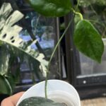 Hoya nervosa 'Jokul'