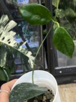 Hoya nervosa 'Jokul'
