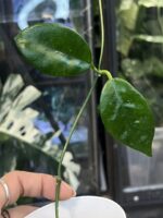 Hoya nervosa 'Jokul' #1 - obrazek 3