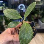 Hoya obscura 'Silver', rzadka roślina kolekcjonerska o elastycznych liściach pokrytych srebrzystym splashem, wybarwiających się pod wpływem światła na purpurowy i bordowy kolor, Variegarden.