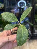 Hoya obscura 'Silver' #3 - obrazek 2