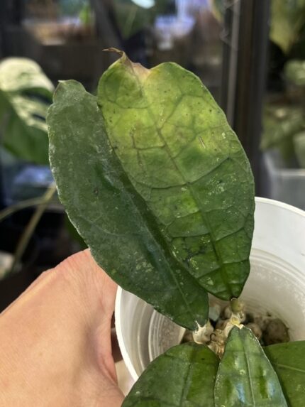 Hoya peninsularis red corona
