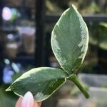 Hoya polyneura 'Jasminka'
